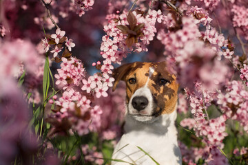 dog against the background of a blossoming pink tree in April