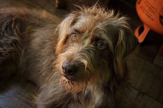 A verdade &eacute; que todo mundo ama cachorro!
&deg; O jeito que eles agem .
&deg; O amor que eles tem.
&deg; Olhar de sinceridade.
Cachorros demonstram o verdadeiro amor pelo que gosam