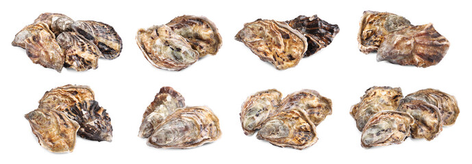 Set with fresh raw oysters on white background. Banner design