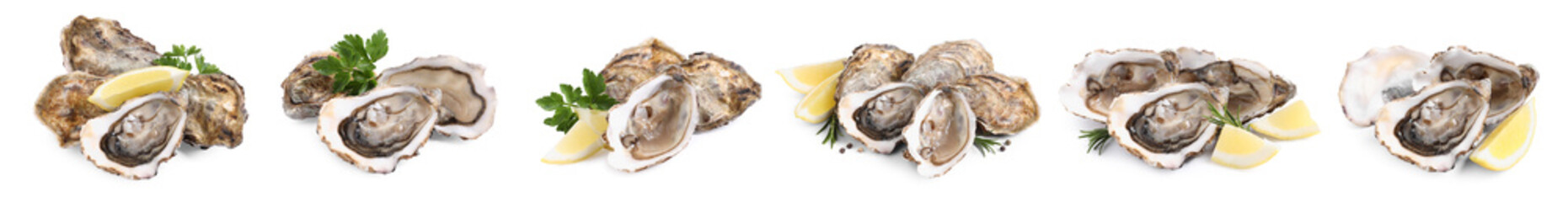 Set with fresh raw oysters on white background. Banner design