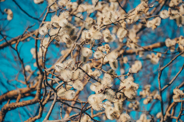 Willow branches blooming in spring in the park against the blue sky. Spring background or postcard