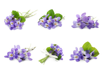 Naklejka na ściany i meble Set with beautiful wood violets on white background. Spring flowers