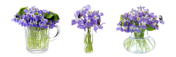 Set with beautiful wood violets on white background, banner design. Spring flowers