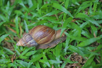 snail on a leaf