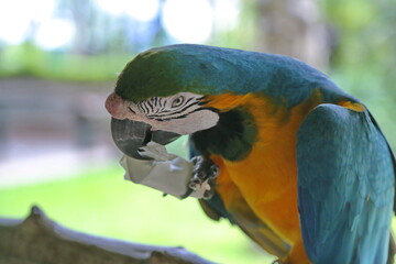 blue and yellow macaw