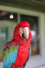 parrot