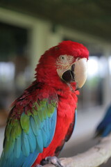 red and blue macaw