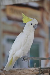 parrot in the zoo