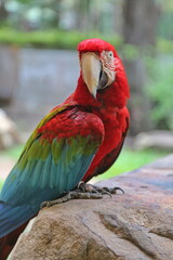red and blue macaw
