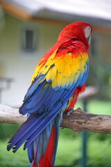 red and blue macaw