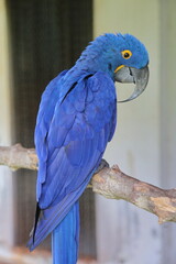 parrot