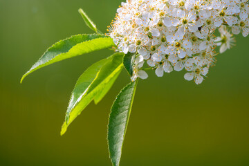 White cherry flowers. The branches of a blossoming Cherry tree with white flowers.