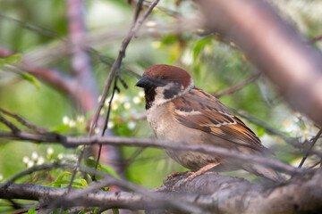 Sparrow sits on a branch with open beak in spring on green blured background.