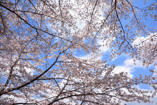 13 Best 花霞 Images Stock Photos Vectors Adobe Stock