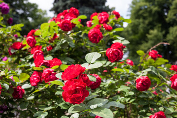 Rich blooming rose garden, natural background