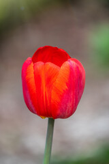Fototapeta premium Red tulip with blurry background in sunset