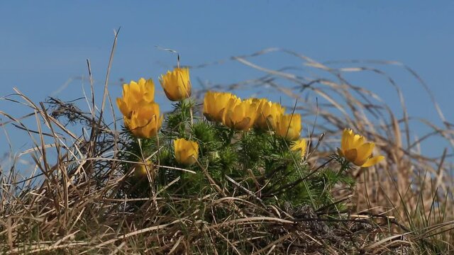 Spring Or Yellow Pheasant's Eye (adonis Vernalis), Also Known As False Hellebore In The Spring Breeze. Beautiful, But Poisonous Flower Captured On The Pannonian Basin. Golden Hour, Afternoon Sunshine.