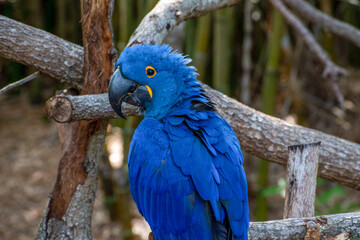 Blue Parrot