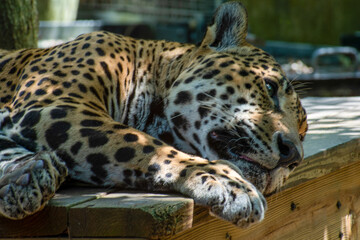 Sleeping Leopard