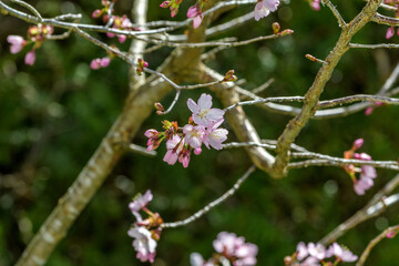 Blüten der japanischen Zierkirsche mit Zweigen in der Sonne