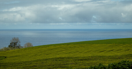 Fototapeta na wymiar Tea plants at plantation, Sao Miguel island, Azores travel destination.