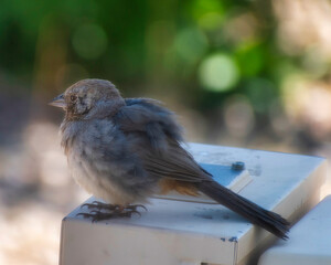 sparrow on a fence in the desert