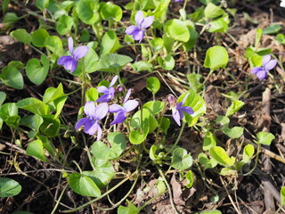 violets flowers blooming in spring meadow