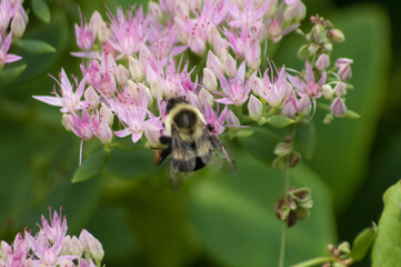 bee on flower
