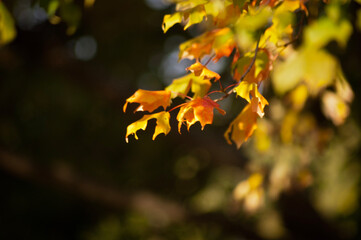 yellow leaves
