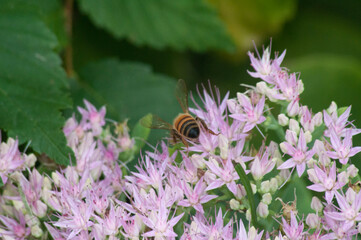 bee on pink flower
