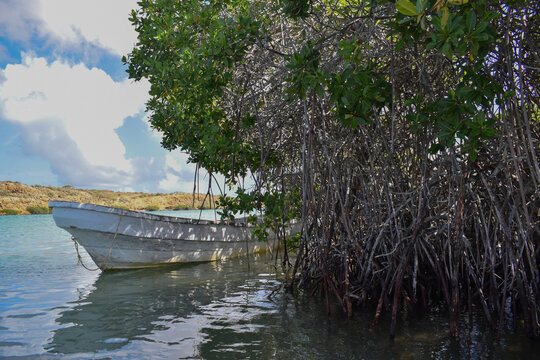 Barco escondido en un manglar