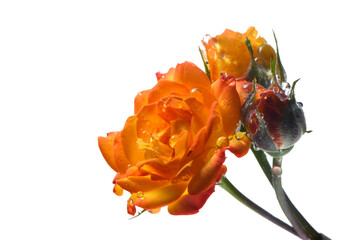 Orange  rose on a white background. Isolated. Bud close up.