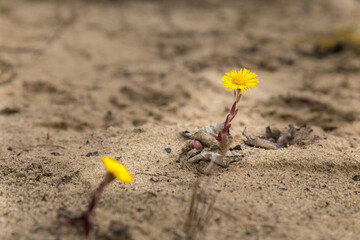 bhlooming common coltsfoot, Tussilago farfara