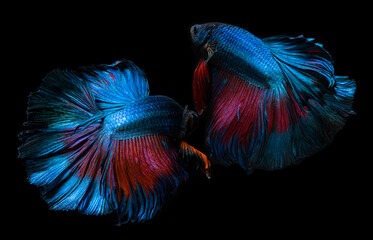 Obraz premium Blue and red betta fish or Siamese fighting.