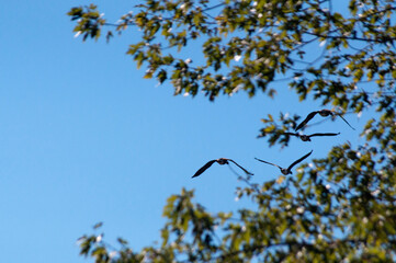 bird in the tree