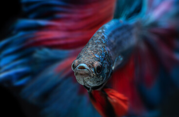 Blue and red betta fish or Siamese fighting.