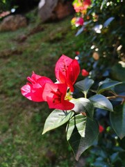Flores vermelhas e rosas