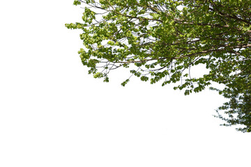Close up of the branches of a oval green leaved tree isolated on white background. Deciduous tree...