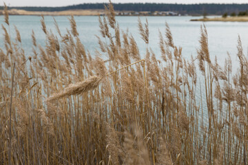 common reed in spring, near the lake
