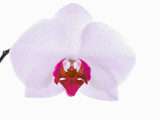 White orchid on white background. Best for Mother's Day cards. 