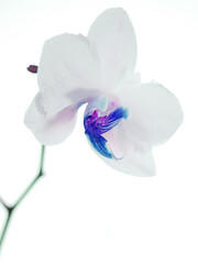 White orchid with blue interior. Exotic flower on white background. 