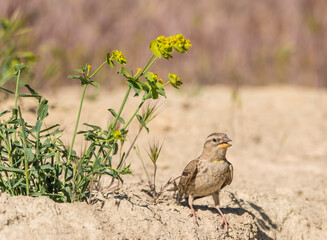 The rock sparrow or rock petronia (Petronia petronia) is a small passerine bird.