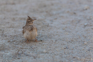 The crested lark (Galerida cristata), common to mainland Europe, is a non-migratory bird.