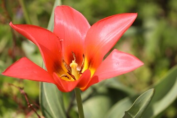 offene Blüte einer roten Tulpe