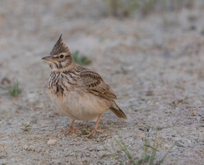 The crested lark (Galerida cristata), common to mainland Europe, is a non-migratory bird.