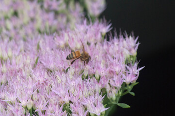 bee on a flower