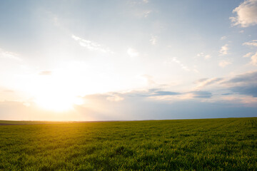 Fototapeta na wymiar Green wheat field at sunset with sun