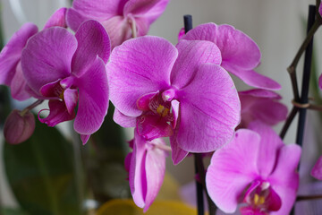 Fototapeta na wymiar fuchsia orchid