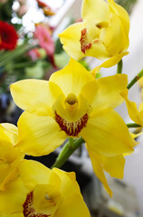 Fototapeta na wymiar yellow orchid