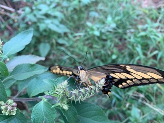 butterfly on a flower